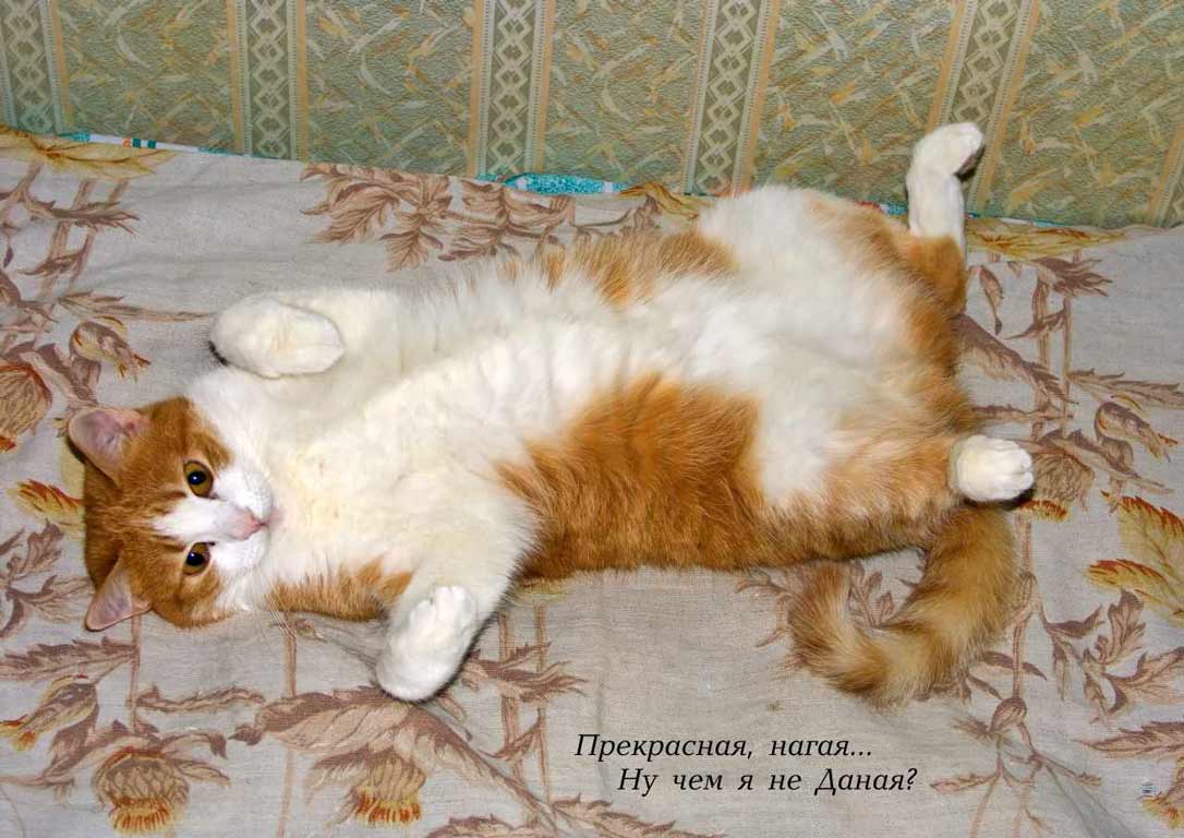 http://www.citycat.ru/cats/ezrocats/fil/dan_1086.jpg