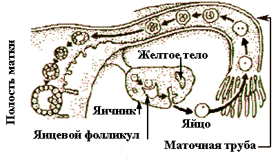 Кто чем предохраняется?